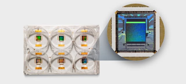 Brain Circuits-on-a-Chip